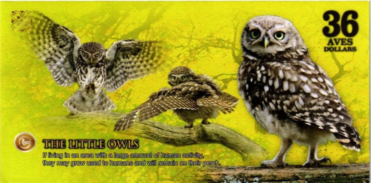 АТЛАНТИЧЕСКИЙ ЛЕС 36 ДОЛЛАРОВ 2